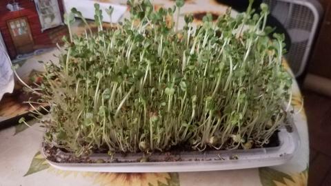 A recycled planter growing microgreens indoors