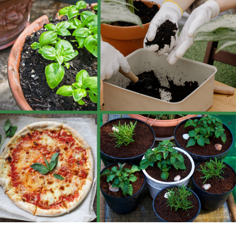 Four combined images: a number of basil seedlings in a clay pot, two sets of hands in white plastic gloves putting dirt in a plant pot, a selection of plants and herbs in pots, and a pizza topped with basil