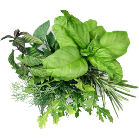 A bouquet of fresh herbs, including basil, rosemary, dill, arugula and mint