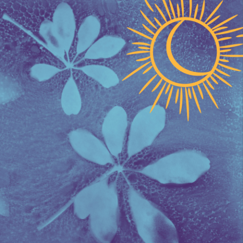 a solar print made with flowers/leaves laid on a blue background, with the outline of a partially eclipsed sun overlaid