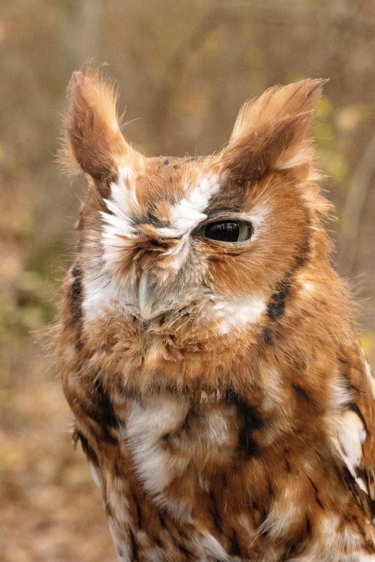 Penny, an Eastern Screech Owl with brown/rufous coloration and very long ear tufts, stares suspiciously at the Camera. Penny will be coming to help the Raptor Trust educate us about Owls!