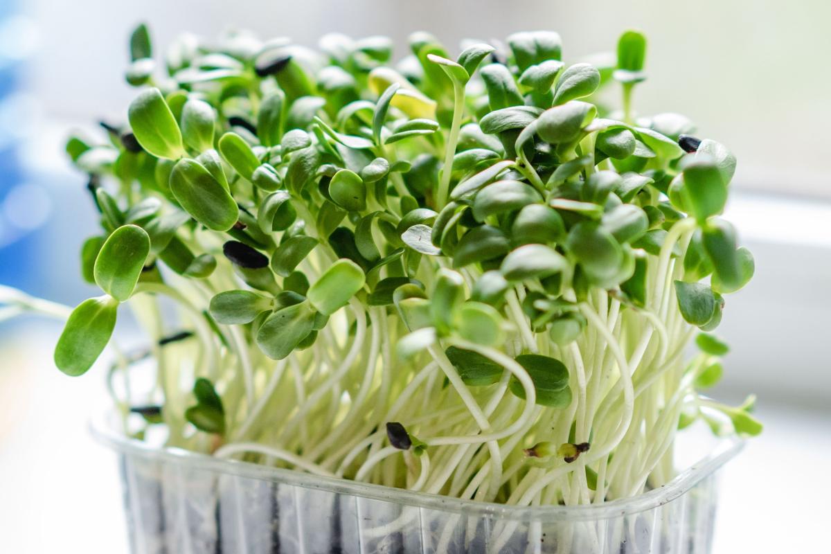 A cluster of clover microgreens in a recycled sprouting container